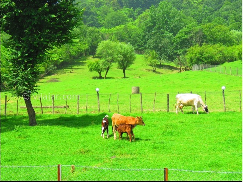 عکس شماره 703128 - ویلا ماسال چشم انداز جنگل و شالیزار - 