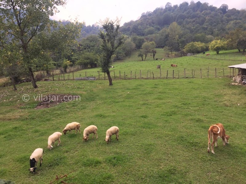 عکس شماره 703159 - ویلا ماسال چشم انداز جنگل و شالیزار - 