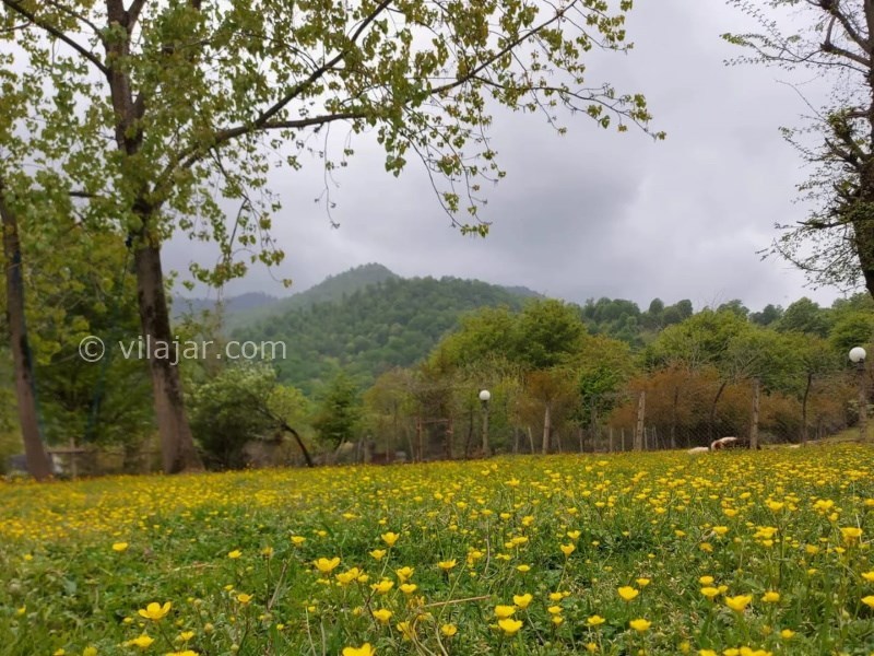 عکس شماره 703456 - ویلا ماسال چشم انداز جنگل و شالیزار - 