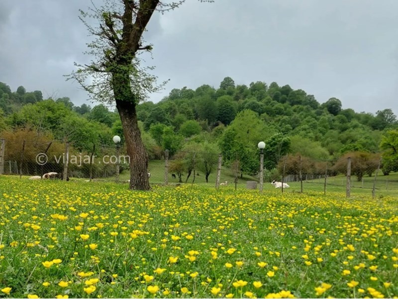 عکس شماره 703457 - ویلا ماسال چشم انداز جنگل و شالیزار - 