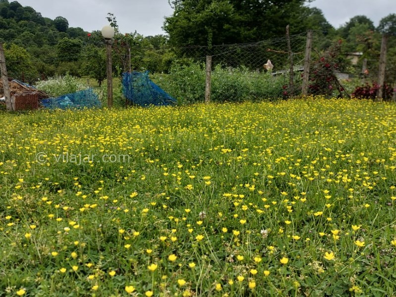 عکس شماره 703471 - ویلا ماسال چشم انداز جنگل و شالیزار - 