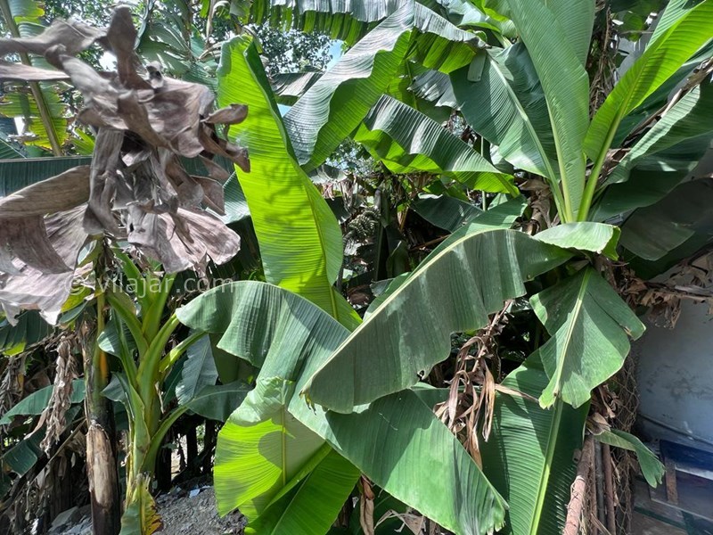 عکس شماره 704176 - اجاره ویلا استخر سرپوشیده محموداباد - 