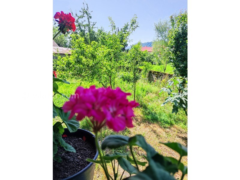 عکس شماره 704877 - اجاره ویلا جنگلی در ماسال - عکس حیاط