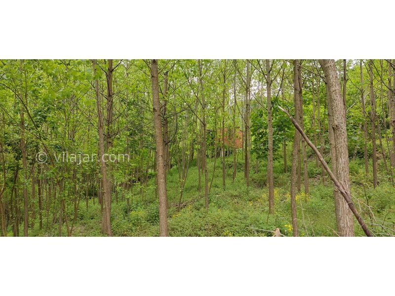 عکس شماره 705858 - اجاره ویلا در سوادکوه جوارم - کلبه وسط جنگل