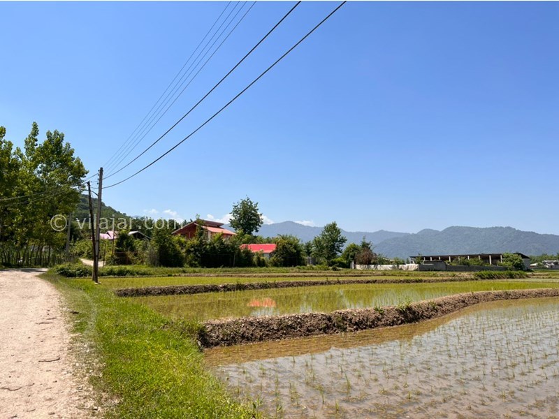 عکس شماره 712150 - اجاره ویلا باغ در ماسال کنار شالیزار - 