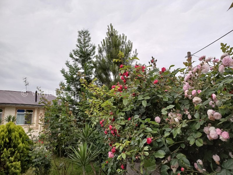 عکس شماره 714439 - اجاره ویلا در دل طبیعت ماسال - 