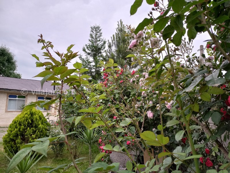 عکس شماره 714471 - اجاره ویلا در دل طبیعت ماسال - 