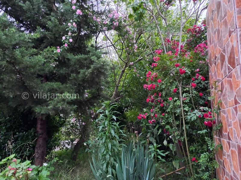 عکس شماره 714472 - اجاره ویلا در دل طبیعت ماسال - 