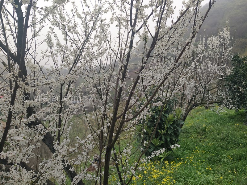 عکس شماره 714997 - اجاره ویلا با ویو جنگل در بهشهر - 