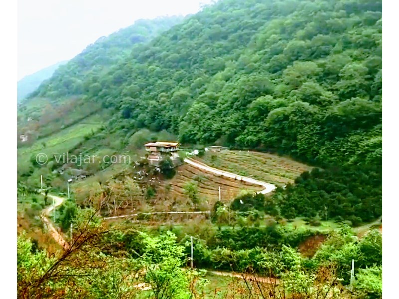 عکس شماره 715018 - اجاره ویلا با ویو جنگل در بهشهر - 