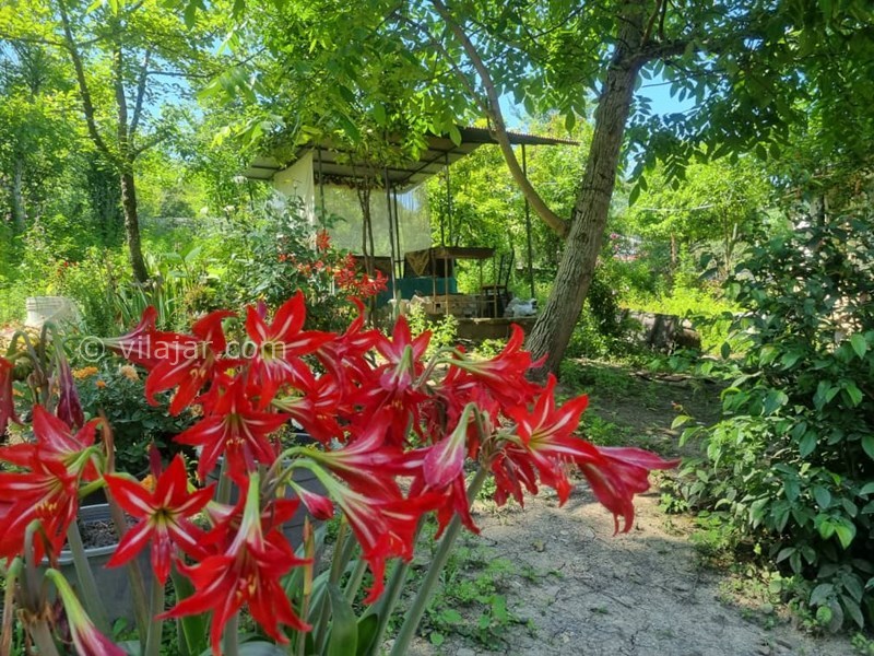 عکس شماره 722222 - اجاره خانه روستایی جنگلی در ماسال - 