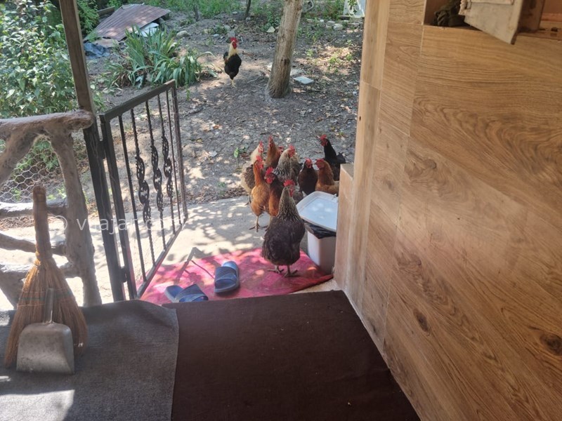 عکس شماره 722223 - اجاره خانه روستایی جنگلی در ماسال - 