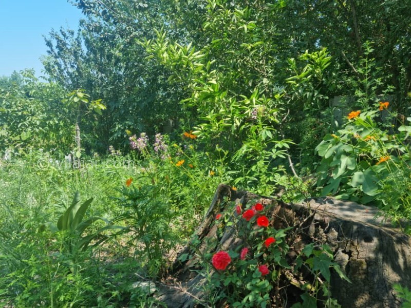 عکس شماره 722225 - اجاره خانه روستایی جنگلی در ماسال - 