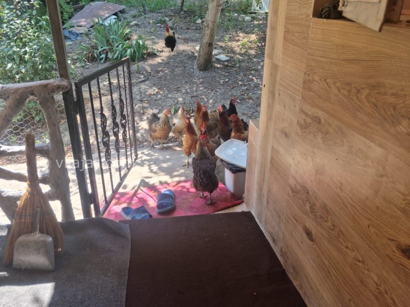 عکس شماره 722229 - اجاره خانه روستایی جنگلی در ماسال - 