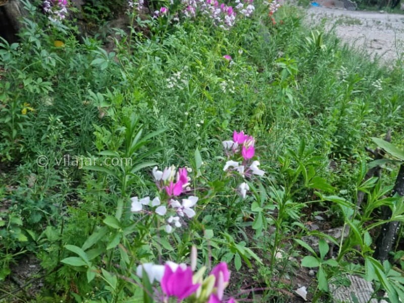 عکس شماره 722233 - اجاره خانه روستایی جنگلی در ماسال - 