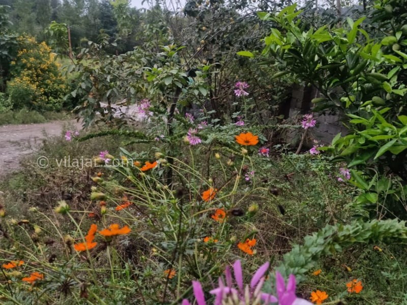 عکس شماره 722239 - اجاره خانه روستایی جنگلی در ماسال - 