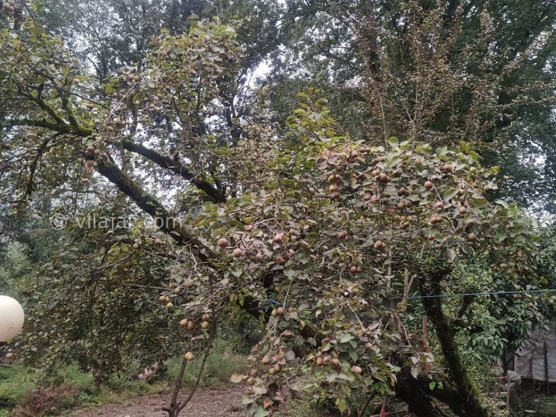 عکس شماره 722241 - اجاره خانه روستایی جنگلی در ماسال - 