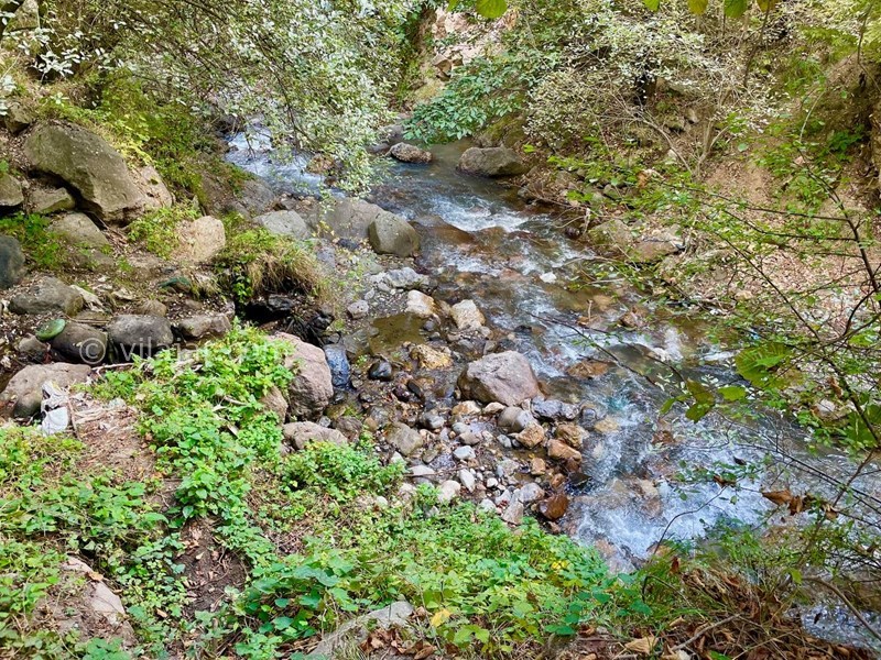 عکس شماره 725132 - اجاره ویلا رامسر جنگل دالخانی - 