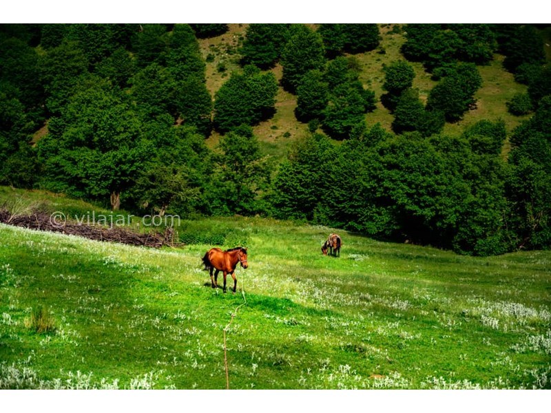 عکس شماره 729674 - اقامتگاه بوم گردی وامنان -