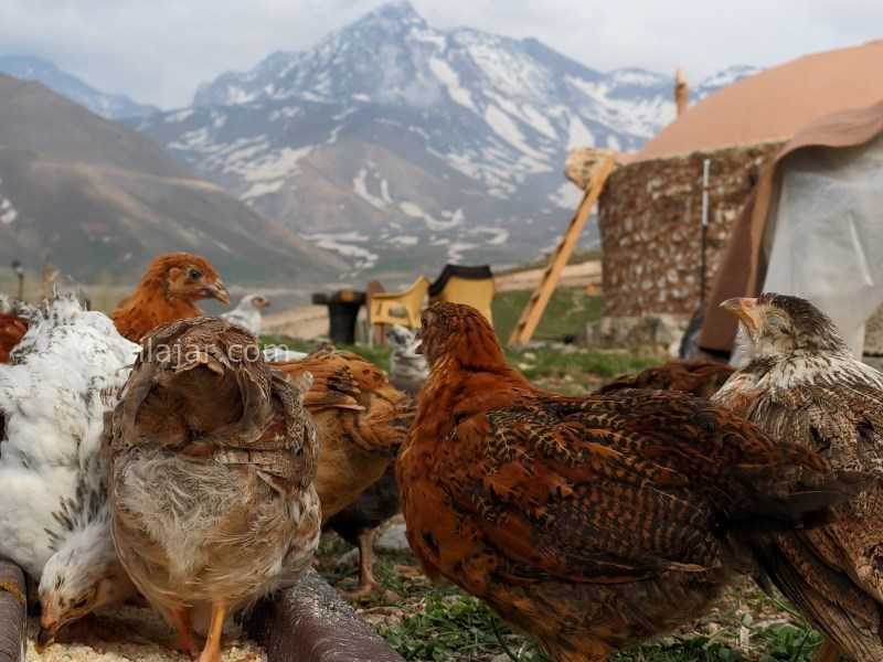 عکس شماره 736081 - اقامتگاه بومگردی اکوکمپ دورنا - 