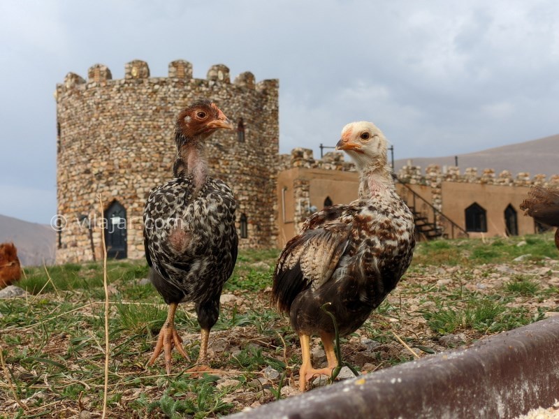 عکس شماره 736082 - اقامتگاه بومگردی اکوکمپ دورنا - 