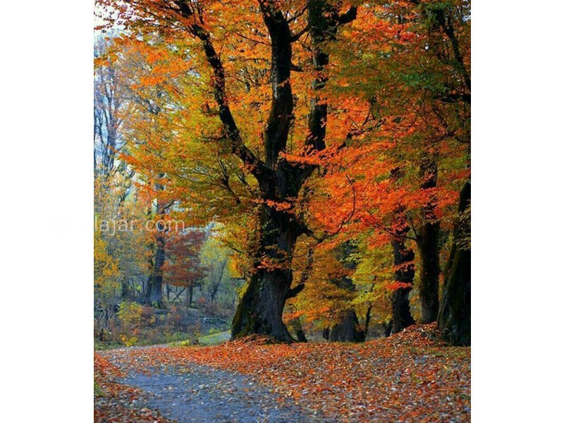 عکس شماره 736408 - اقامتگاه بوم گردی نسا - 