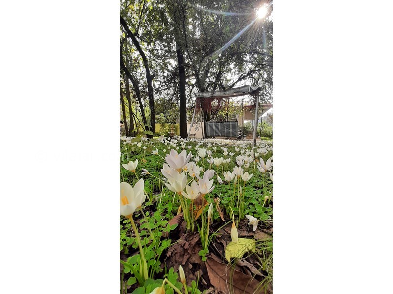 عکس شماره 741174 - اجاره ویلا باغ جنگلی در ماسال - 