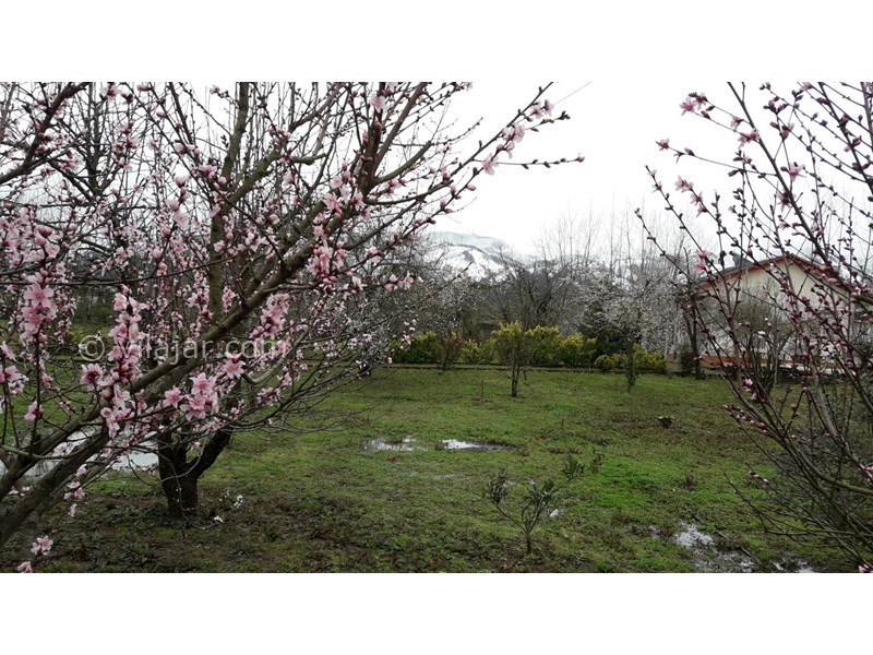 عکس شماره 742266 - اجاره ویلا باغ در لنگرود - 