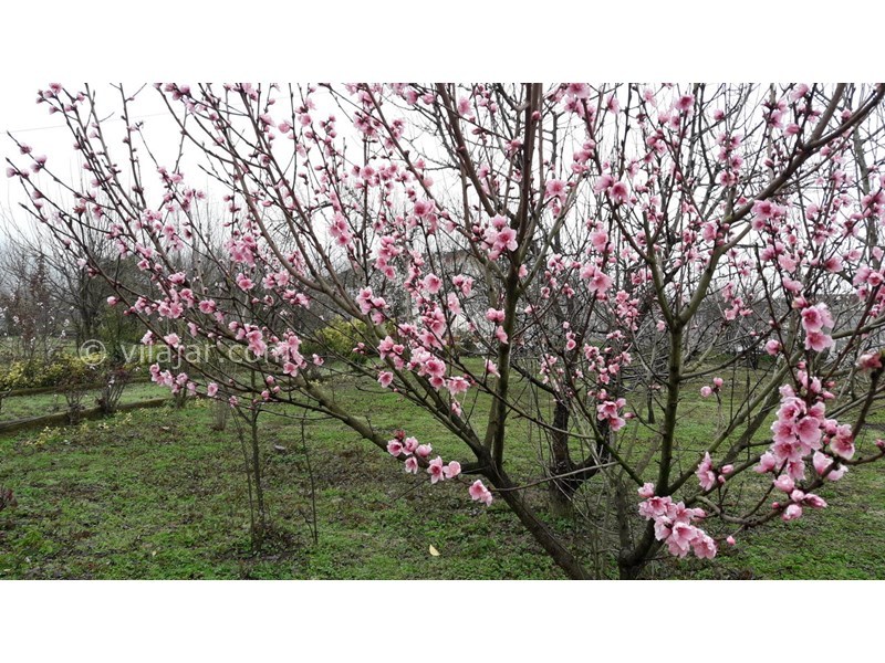 عکس شماره 742267 - اجاره ویلا باغ در لنگرود - 