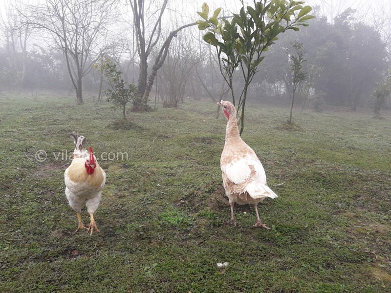 عکس شماره 742271 - اجاره ویلا باغ در لنگرود - 