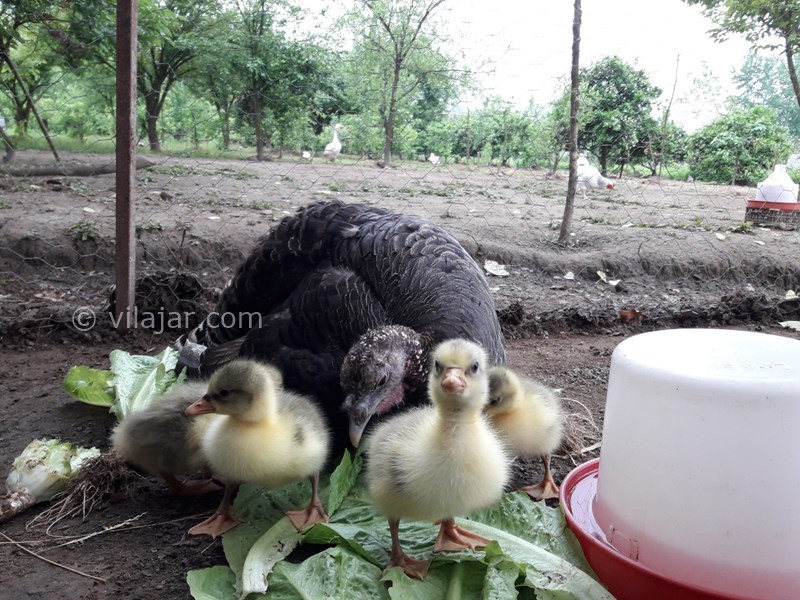 عکس شماره 742272 - اجاره ویلا باغ در لنگرود - 