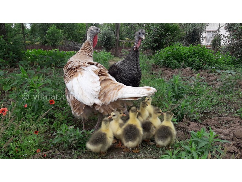 عکس شماره 742273 - اجاره ویلا باغ در لنگرود - 