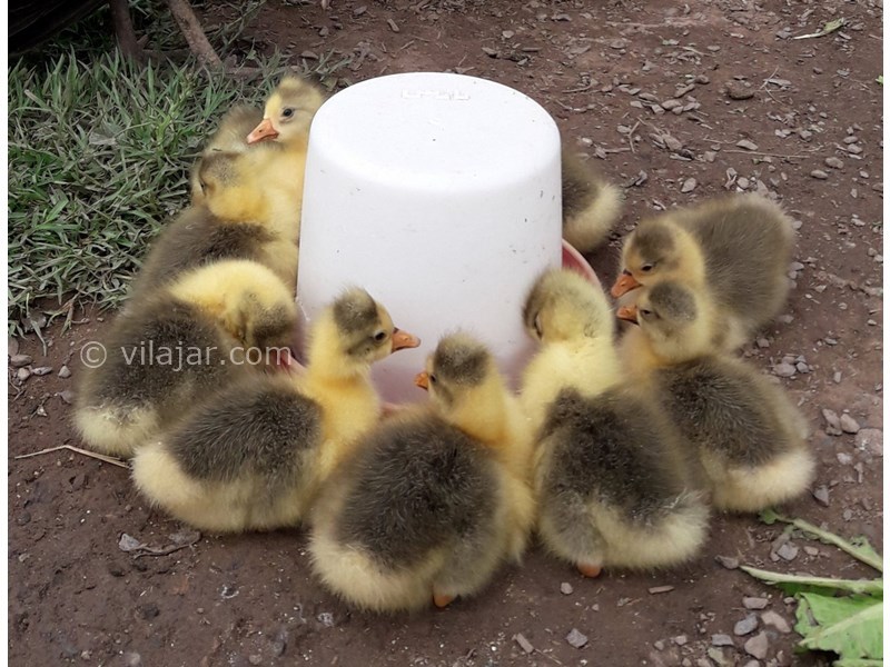 عکس شماره 742274 - اجاره ویلا باغ در لنگرود - 