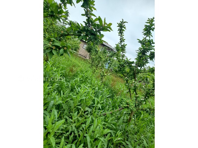 عکس شماره 743076 - ویلای اجاره ای در ماسال - 