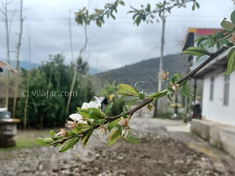 عکس شماره 745101 - اجاره خانه باغ روستایی در ماسال - 