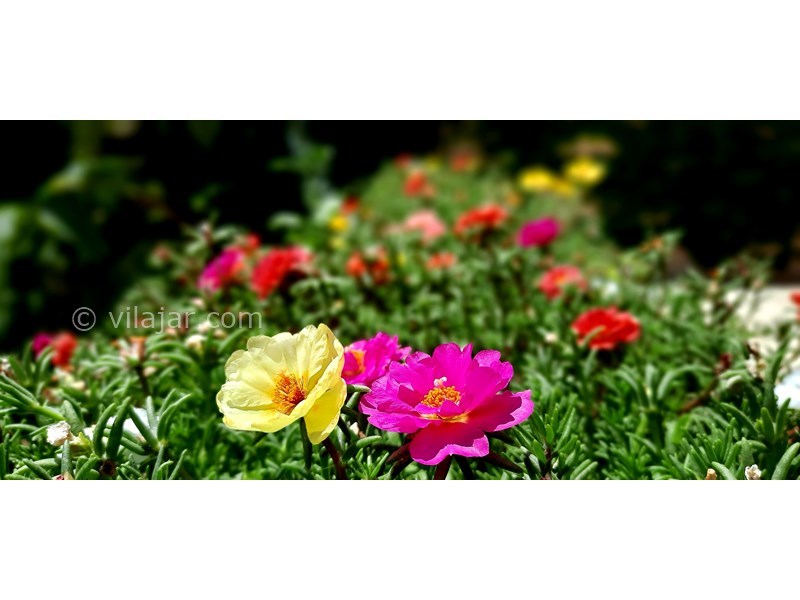 عکس شماره 747882 - اجاره ویلا با استخر آبگرم در شیراز - 