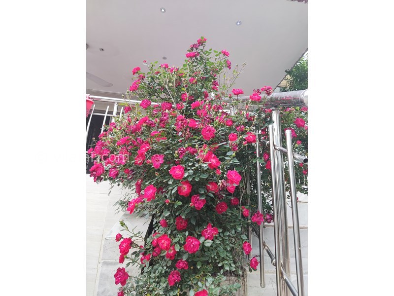 عکس شماره 751815 - اجاره ویلا باغ در گلستان کلاله -