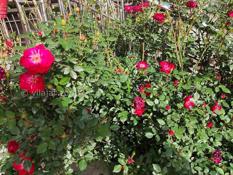 عکس شماره 751837 - اجاره ویلا باغ در گلستان کلاله -