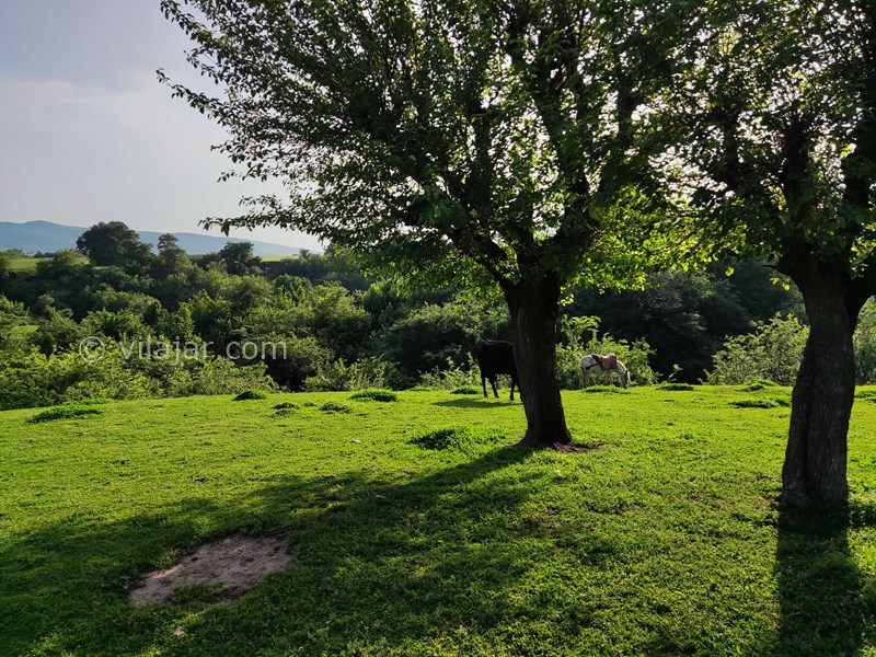 عکس شماره 751841 - اجاره ویلا باغ در گلستان کلاله -