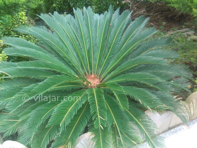 عکس شماره 75311 - اجاره واحد سادات محله رامسر - 