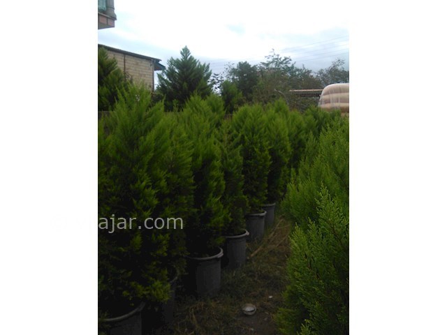 عکس شماره 75313 - اجاره واحد سادات محله رامسر - 