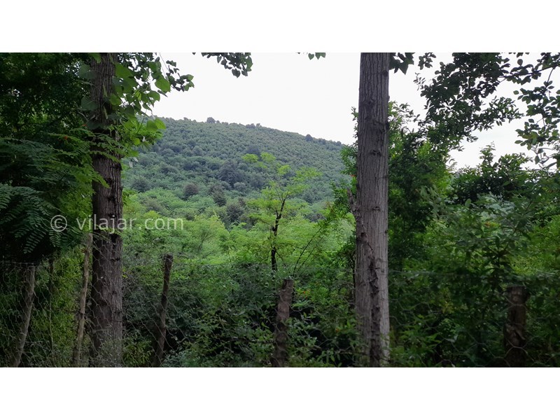 عکس شماره 753412 - اجاره ویلا جنگلی در ماسال آهکلان - جنگل بالای ویلا۲دقیقه پیاده