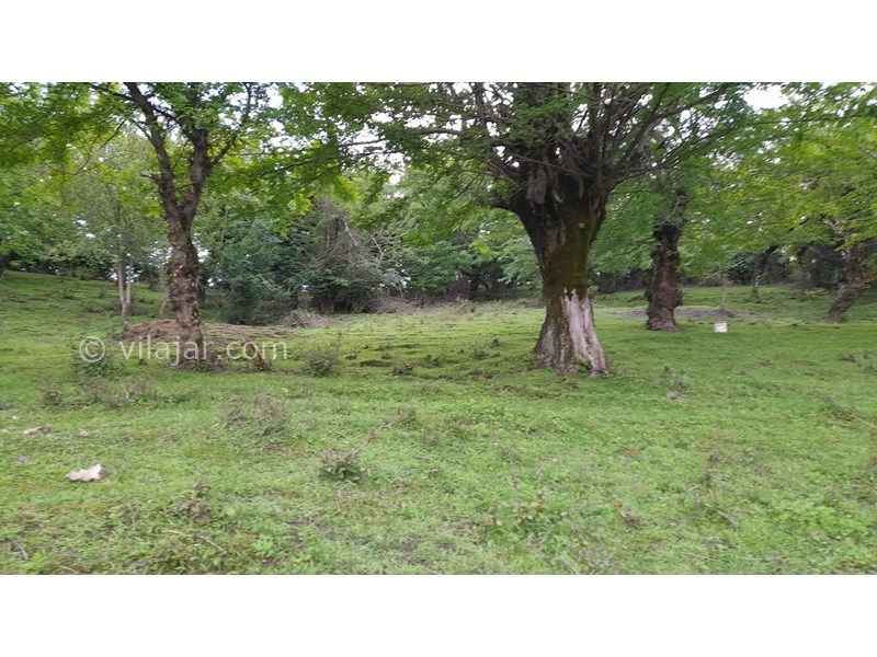 عکس شماره 753418 - اجاره ویلا جنگلی در ماسال آهکلان - جنگل بالای ویلا۲دقیقه پیاده