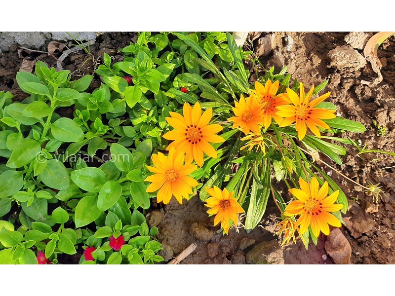 عکس شماره 755699 - ویلا با استخر روباز نزدیک محمودآباد - 