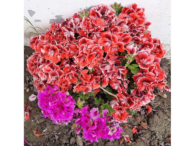 عکس شماره 755700 - ویلا با استخر روباز نزدیک محمودآباد - 