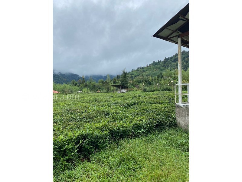 عکس شماره 756420 - اجاره ویلا در قلعه رودخان باغ چای - باغ چای در پشت ویلا