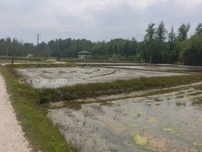 عکس شماره 756912 - اجاره ویلا جنگلی در نور کنار برکه - 