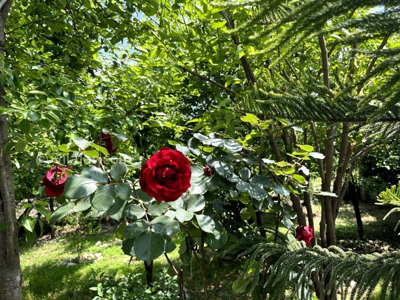 عکس شماره 758572 - اجاره ویلا در قلعه رودخان - 