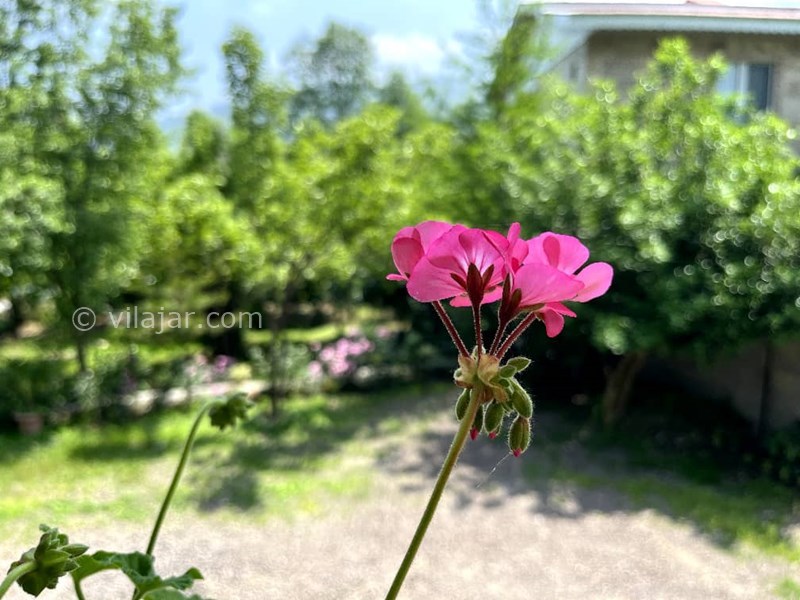 عکس شماره 758573 - اجاره ویلا در قلعه رودخان - 