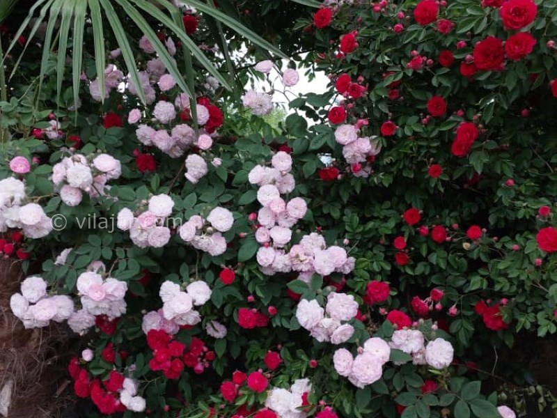 عکس شماره 760143 - ویلا باغ آرامش وشمه سرا ماسال - 